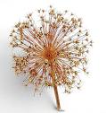 Allium seed head