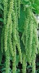 amaranthus-caudatus-viridis
