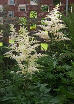 astilbe-clump-pure-white1