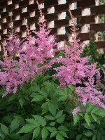 astilbe-pink