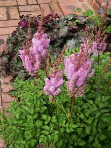 astilbe-pumila-heuchera-am-mist