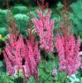 astilbe-superba