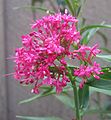 centranthus-closeup