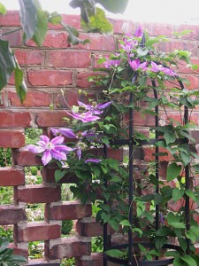 clematis-dr-rupple