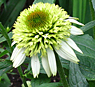 coneflower-coconut-lime-2
