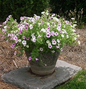 container-with-petunias