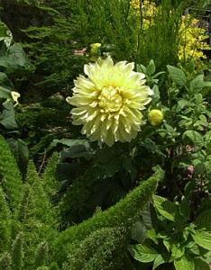 dahlia-yellow