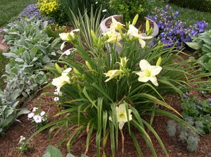 day-lily-white-in-parterre