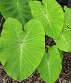 elephant-ear