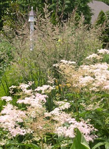 grass-calmocroatis-meadowsweet-filapendula-palmata