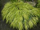 hakenochloa