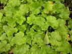 heuchera-key-lime-pie