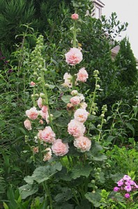 hollyhock-double-pk