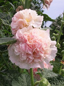 hollyhock-pk-closeup