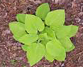 hosta-august-moon