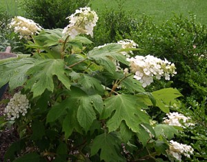 hydrangea-oakleaf