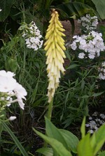 kniphofia-candlemaker-phlox-david