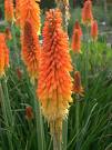 kniphofia