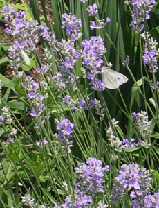 lavender-butterly