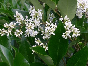 ligustrum-japonica-flowers