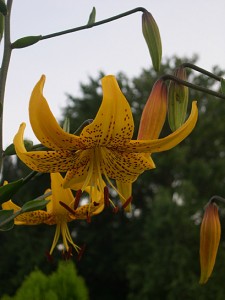 lily Yellow citronella