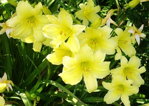 lily-day-yellow1