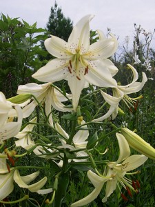 lily-white-l-speciosum-alba