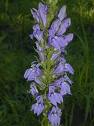 lobelia-blue