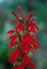 lobelia-red