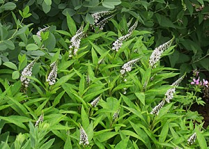 lysamachia-clethroides