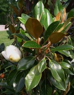 magnolia-little-gem-bud1