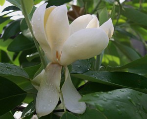 magnolic-pseudo-camelllia-flower