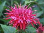 monarda