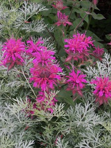 monarde-artemsia-powis-castle