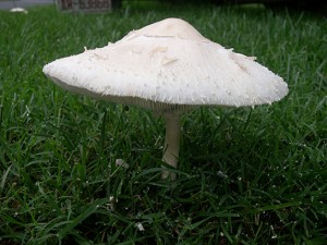 mushroom-3