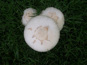 mushroom-3b