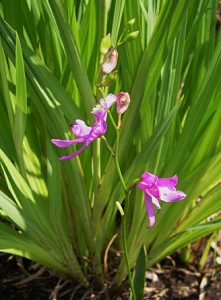 orchid-bog