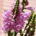 physostegia