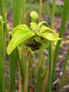 pitcher-flower