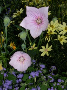 platy-pk-areratum-coreopsis