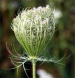 Bird's nest seed pod