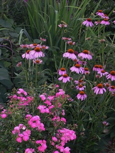 rose-coneflowers