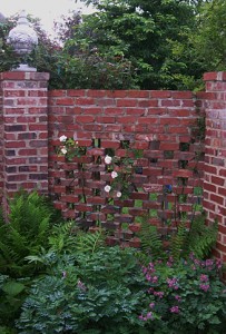 rose-on-wall-2