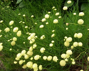 santolina-gr-in-bloom