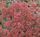 sedum-dragons-blood