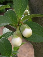 stewartia-big-buds1