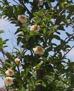 stewartia-tree-flowers
