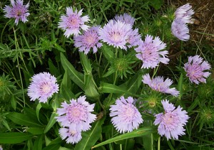 stokesia