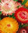 strawflowers