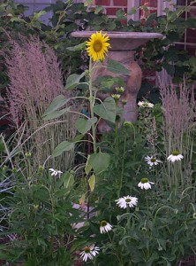 sunflower-coneflowers-grass